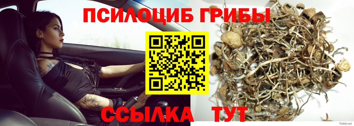 Псилоцибиновые грибы Psilocybine cubensis Всеволожск
